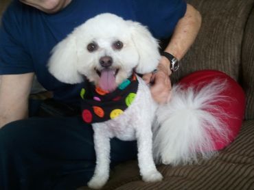 Dog Gone Green! Grooming - Logo