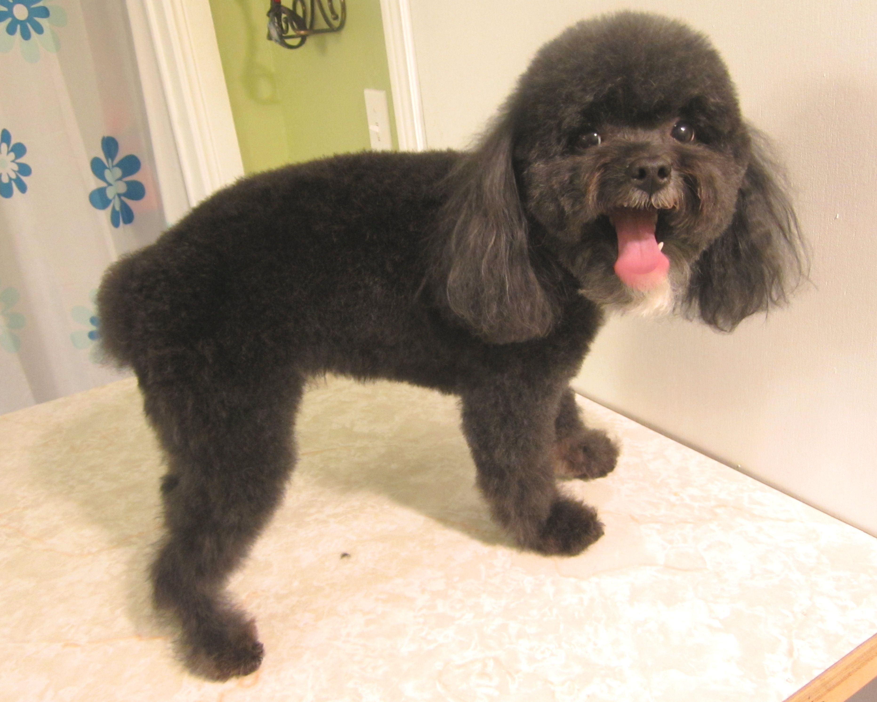 Dog Grooming by Janice - Logo