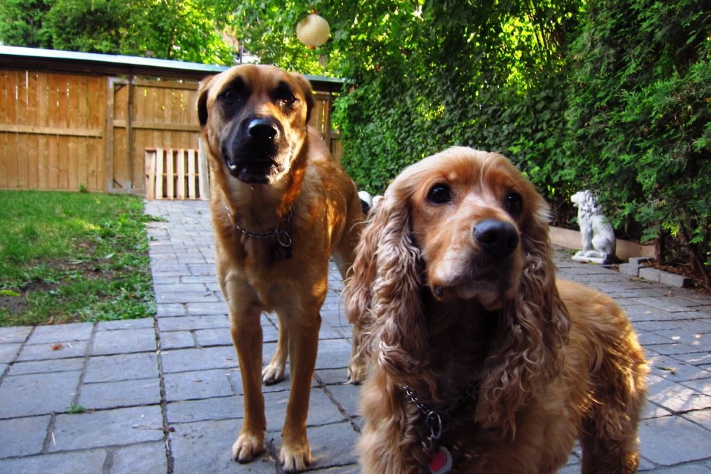 DoggyDay Pet Services - Cover photo