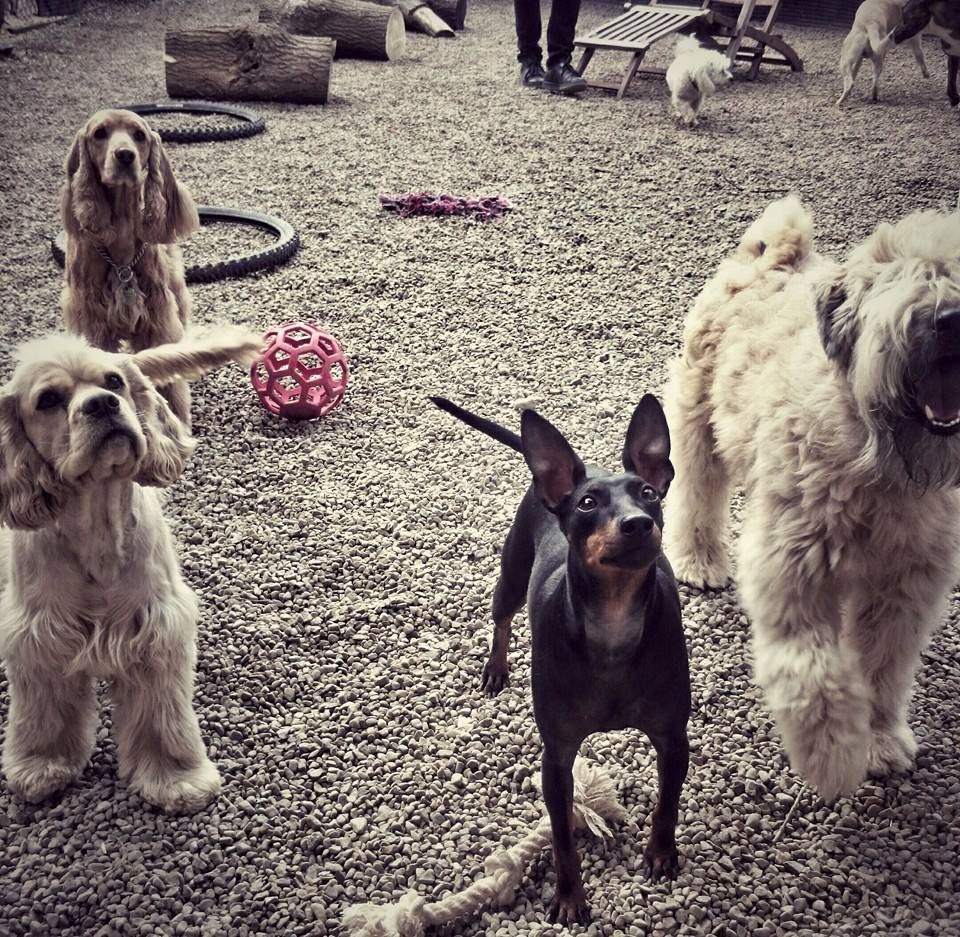 DoggyDay Pet Services - Cover photo