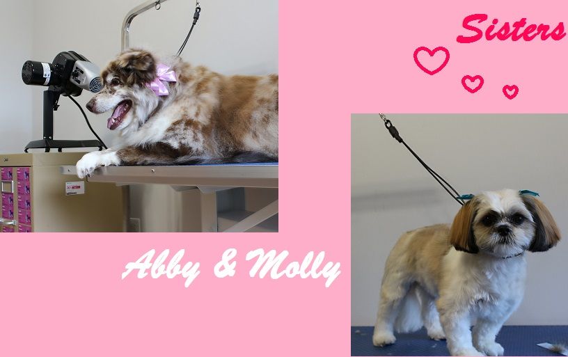 Doggy-Do&s;s Pet Grooming - Logo