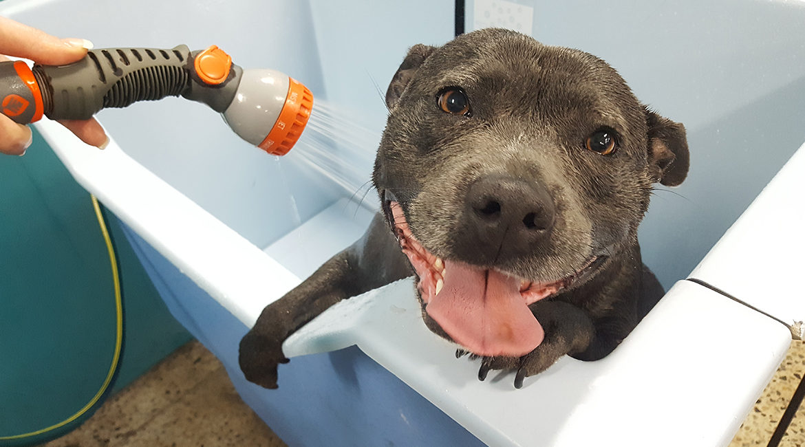 Dogmatic Mobile Dogwash - Cover photo