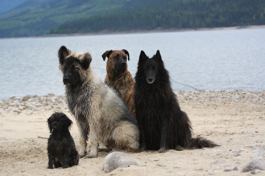DOG SENSE BOUTIQUE &a; TRAINING - Logo