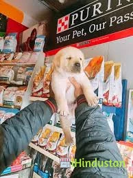 Dogs Heaven - Logo