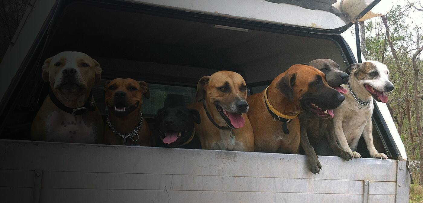 Dogs Of Down Under - Cover photo