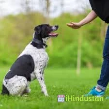Dog's Trainer - Logo