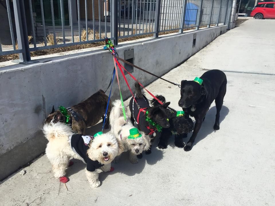 Dog’s World Walking - Cover photo