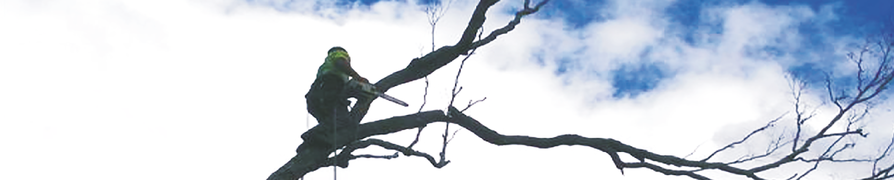 Down To Earth Tree Services - Logo