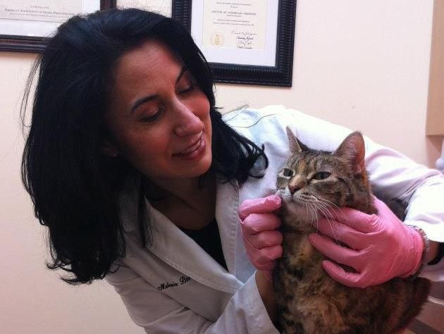 Downtown Toronto Cat Clinic - Logo