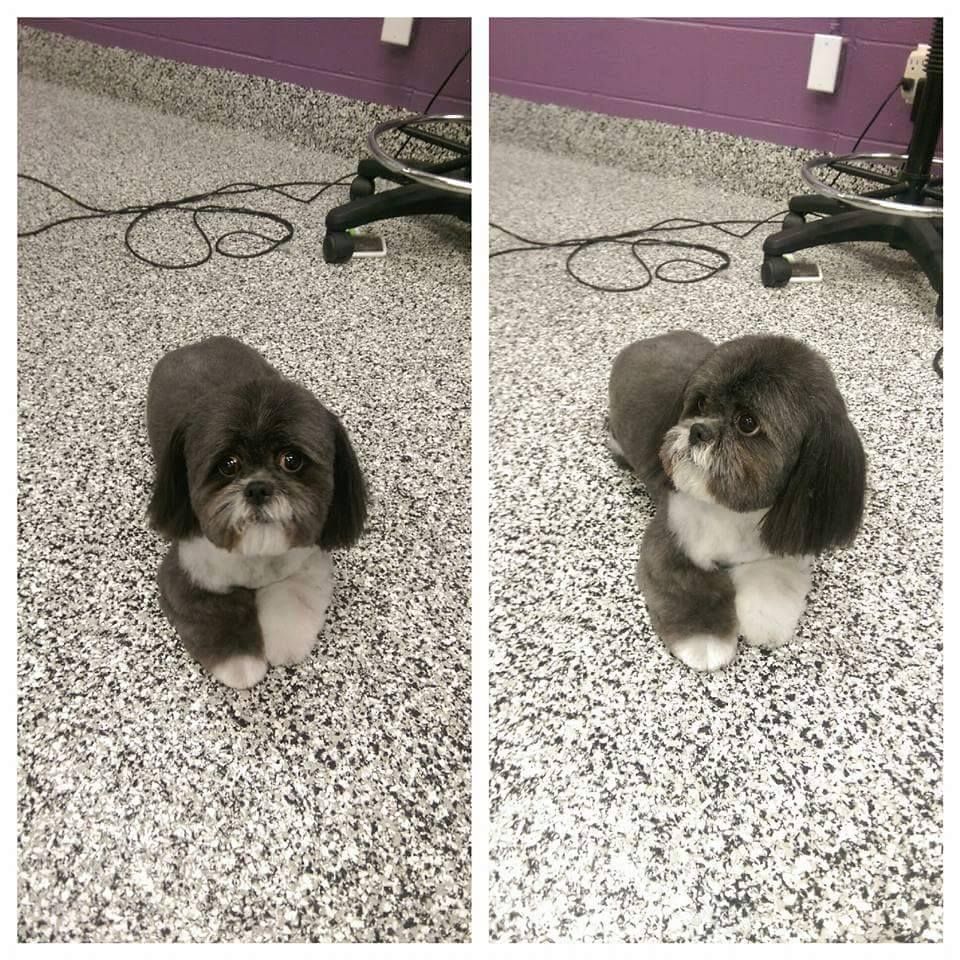 Downward Dog Grooming - Logo