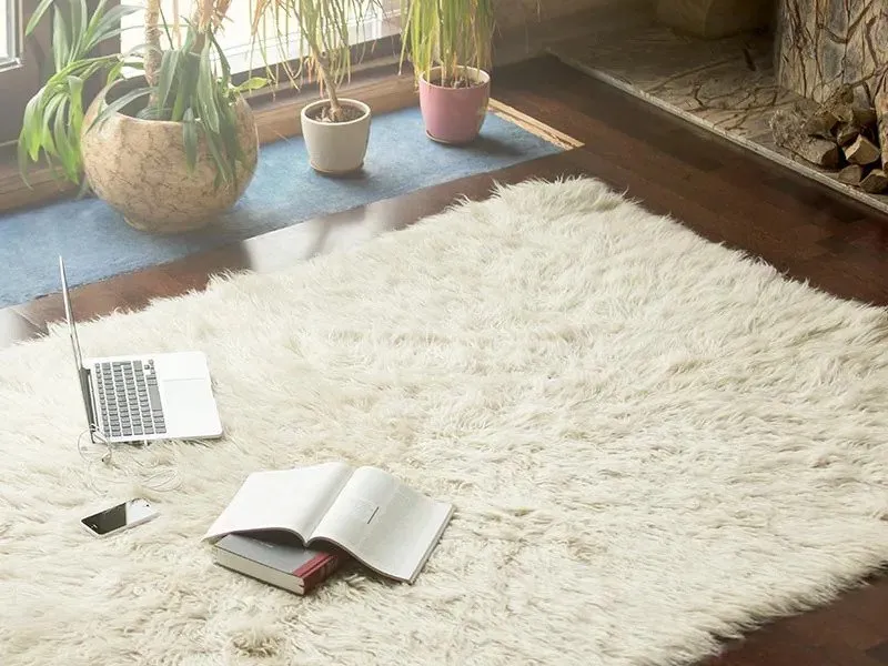 Dryology Carpet Cleaning - Logo