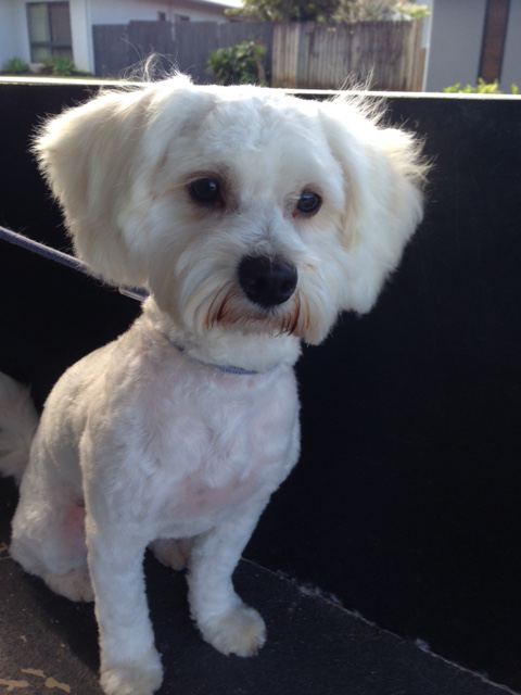 Dynamic Dogs Grooming Studio - Logo