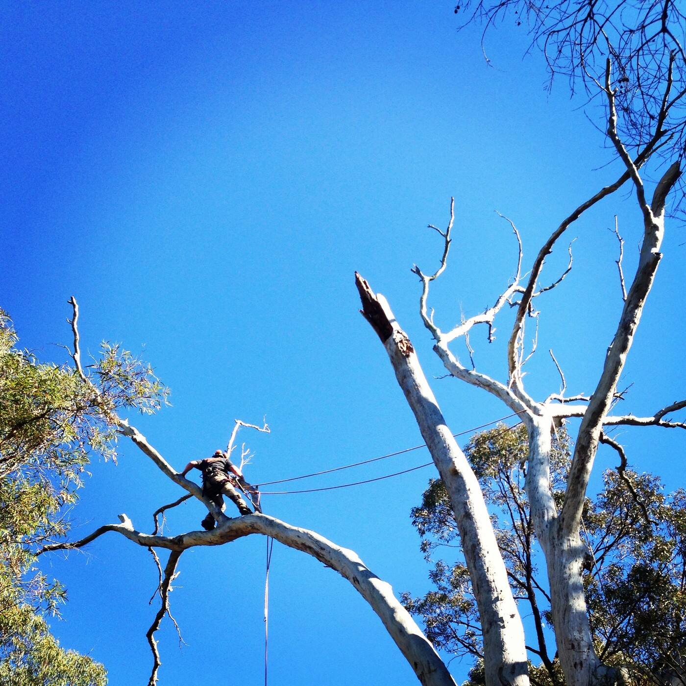 East Coast Tree Solutions - Cover photo