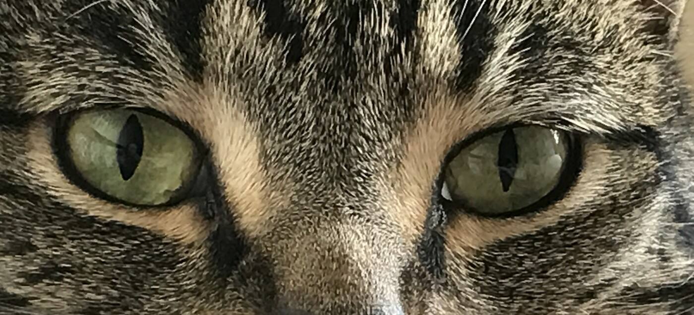 East Side Happy Cats - Cover photo