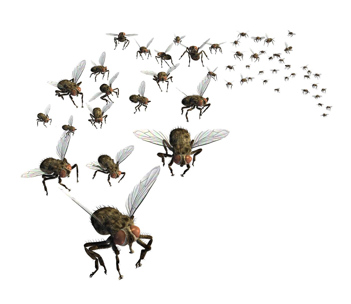 Easy Pest Supplies - Logo
