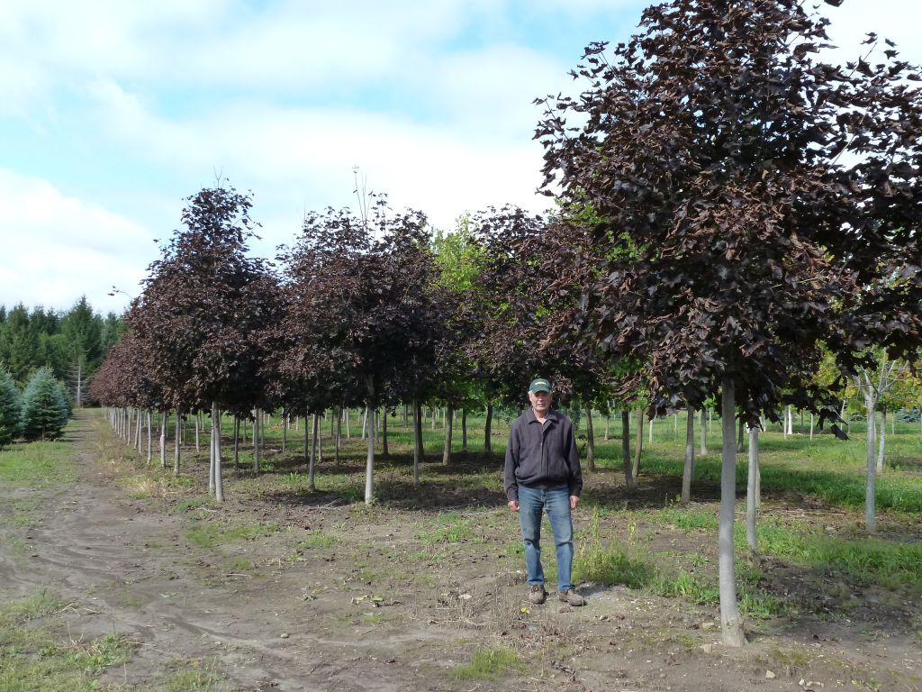 Ebert&s;s Tree Farms Ltd. - Logo