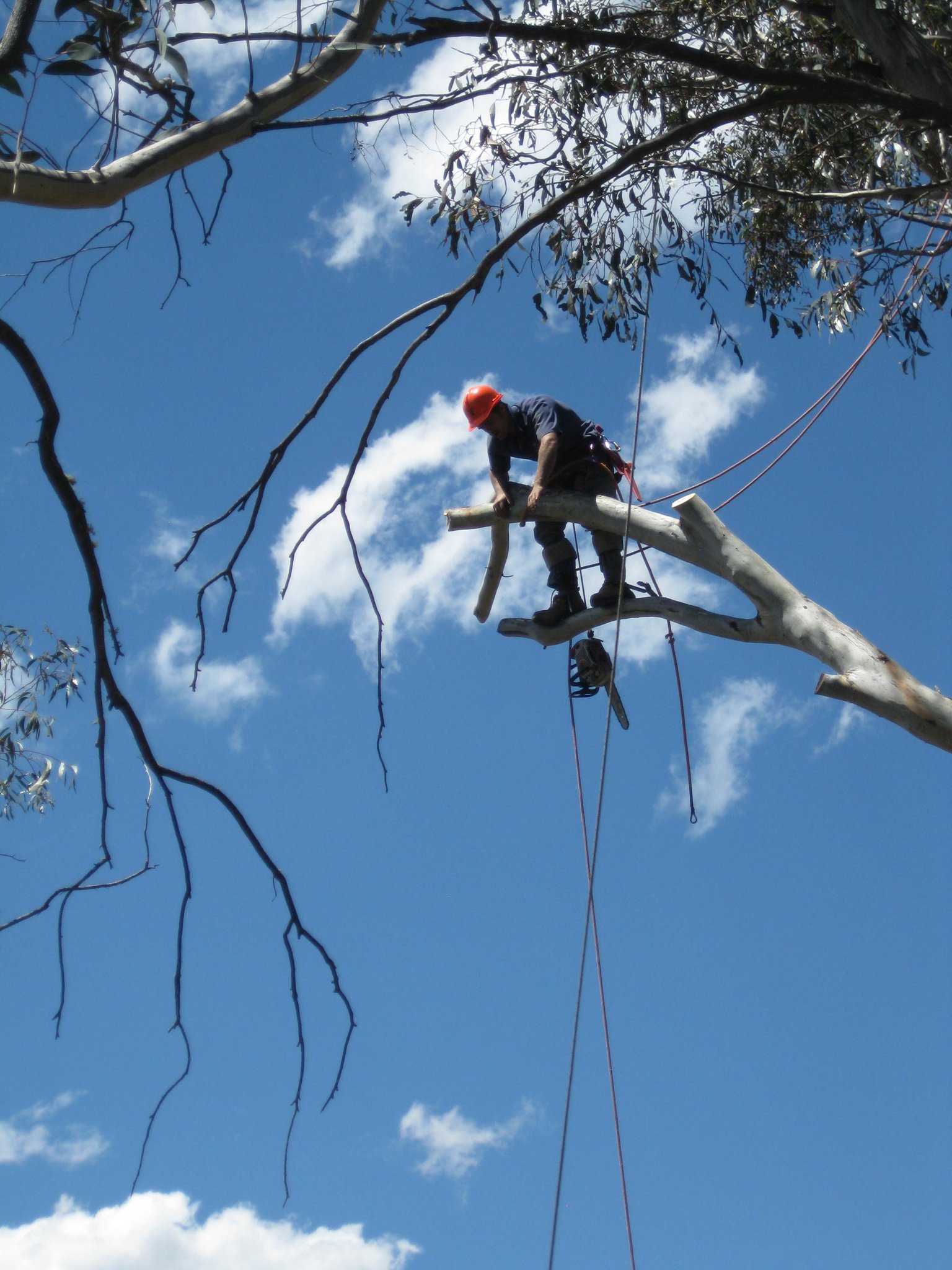 Ecotrees The Tree Specialist - Logo