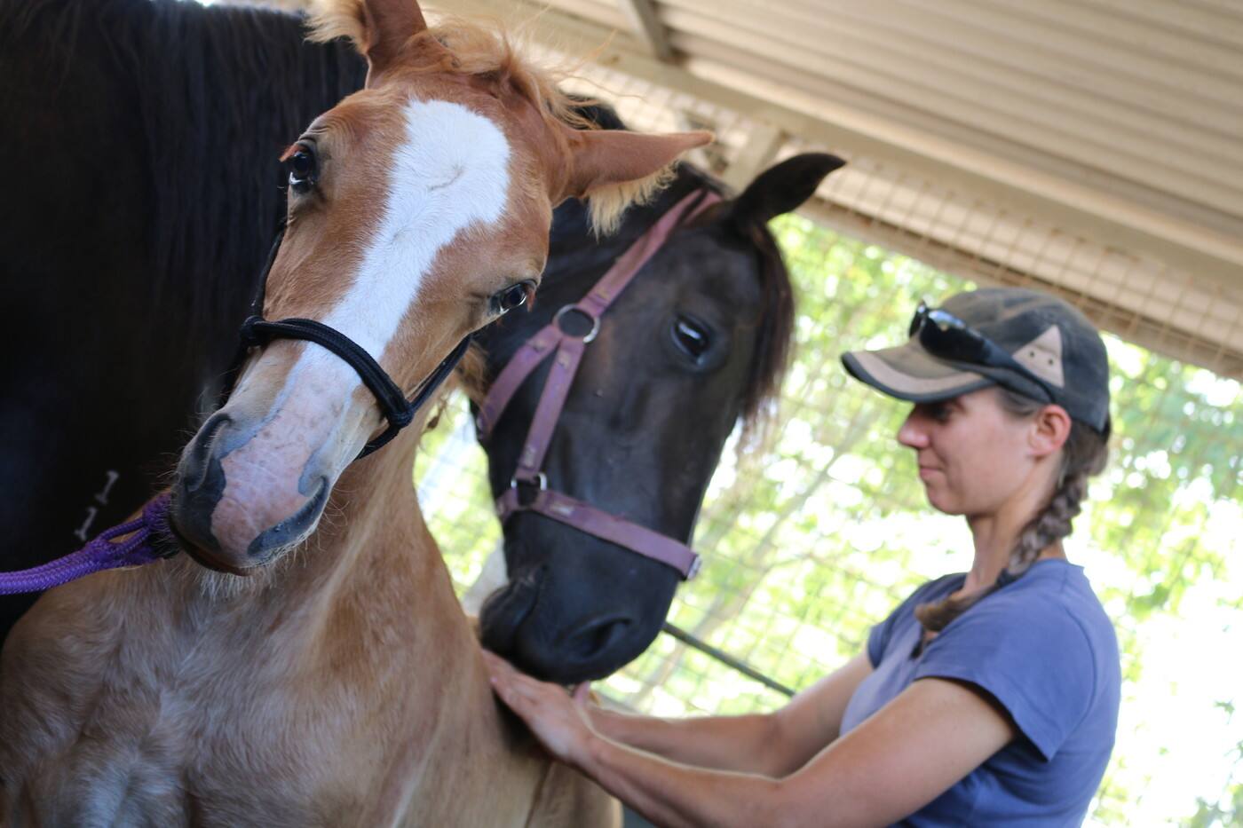 EM Equine Sports Therapy - Cover photo