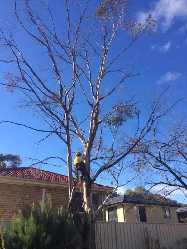 Endeavour Tree Services - Logo