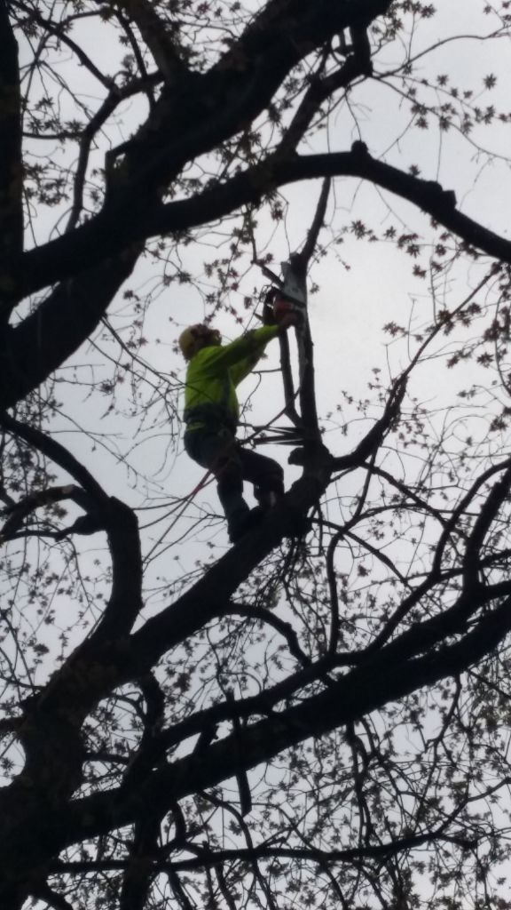 Environmental Tree Care Inc - Cover photo