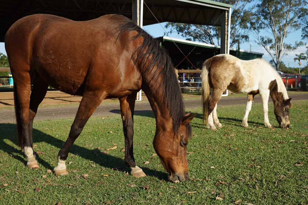 Equine Alliance - Cover photo