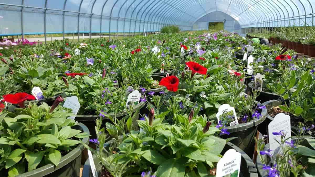Evergreen Nursery - Cover photo