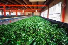 Evergreen Tea Industry - Cover photo