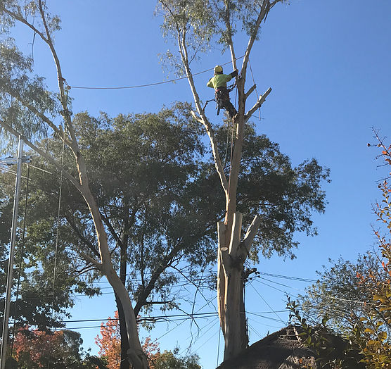 Everscape Tree Services - Cover photo