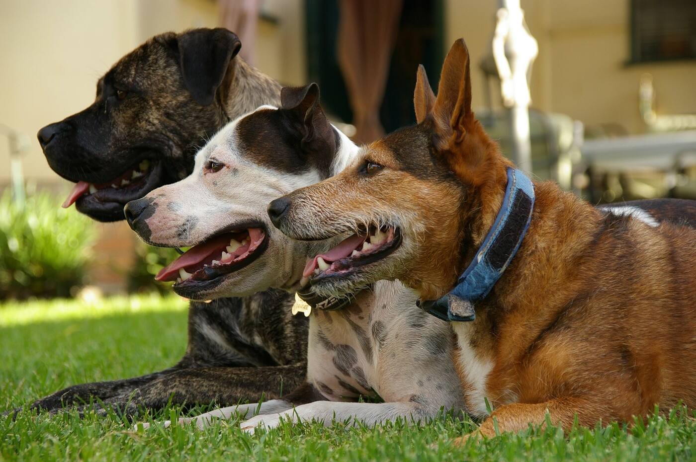 Evolve Dog Training and Behaviour - Cover photo