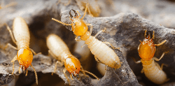 Excel Pest Control Services - Logo