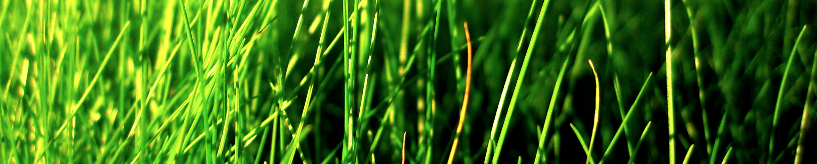 Exquisite Lawn & Garden Care Specialists - Logo