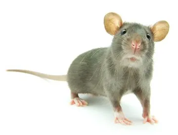 Exterminex &a; Son Pest Control Services - Logo