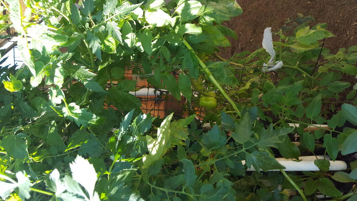 EZ Planting - Cover photo