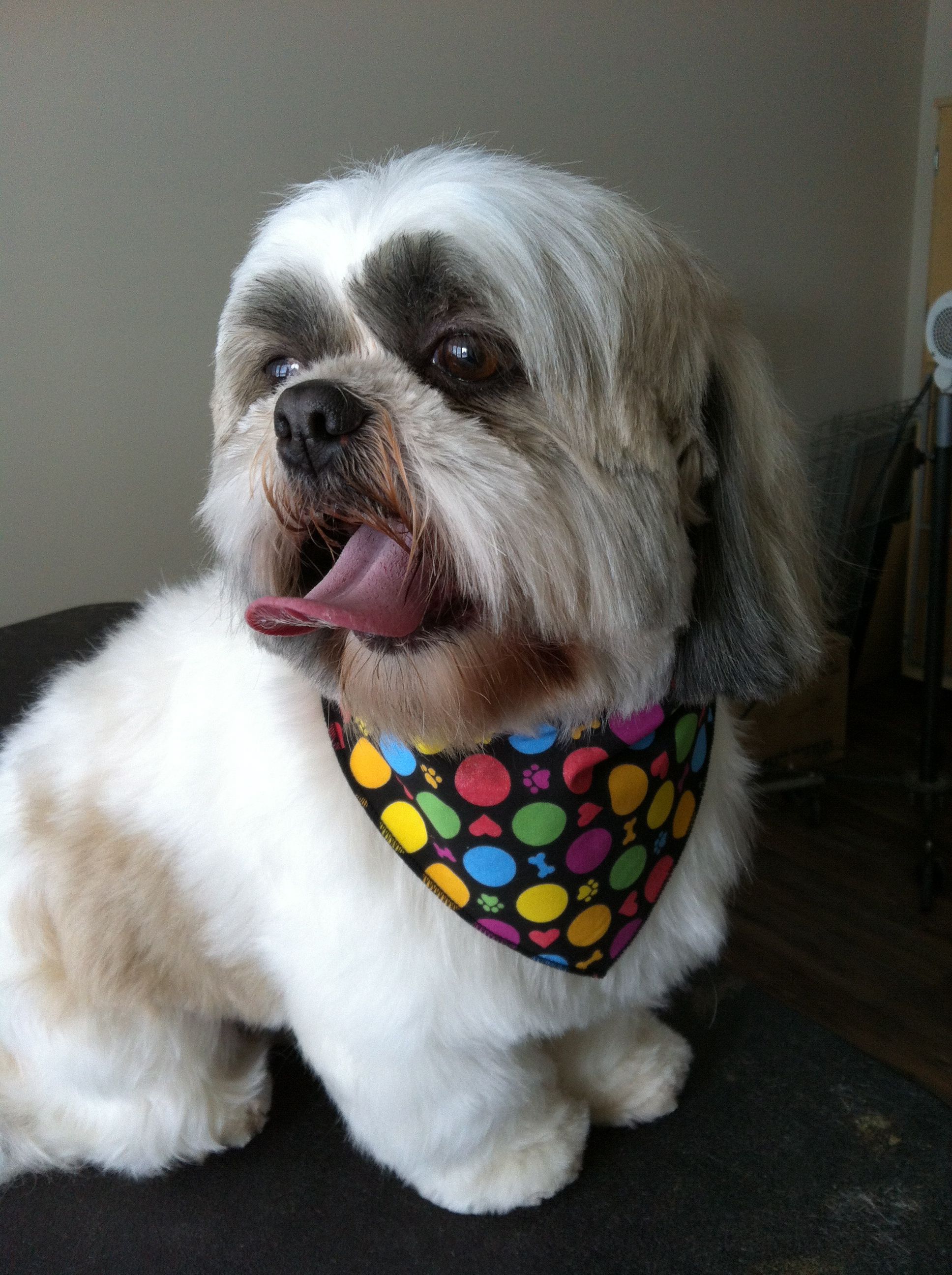 Fancy Furs Grooming Salon - Cover photo