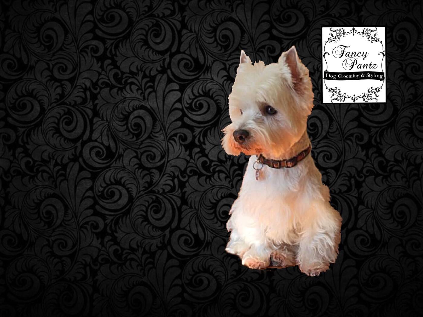 Fancy Pantz Dog Grooming & Styling - Cover photo