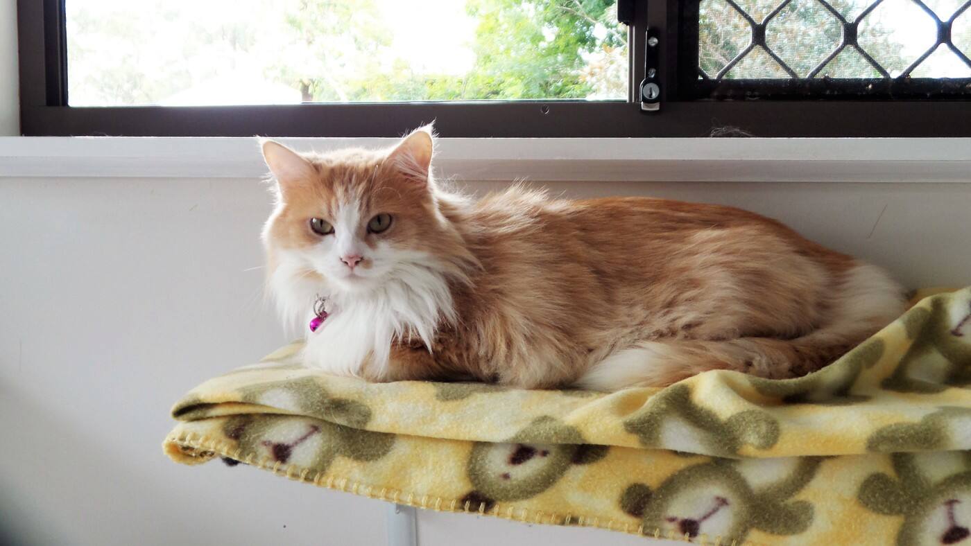 Felinee Cattery - Cover photo