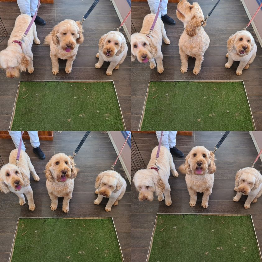 Fetch Grooming Doggy Day Spa - Logo