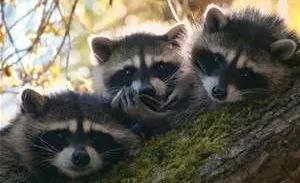 First Choice Wildlife Services Inc. - Cover photo