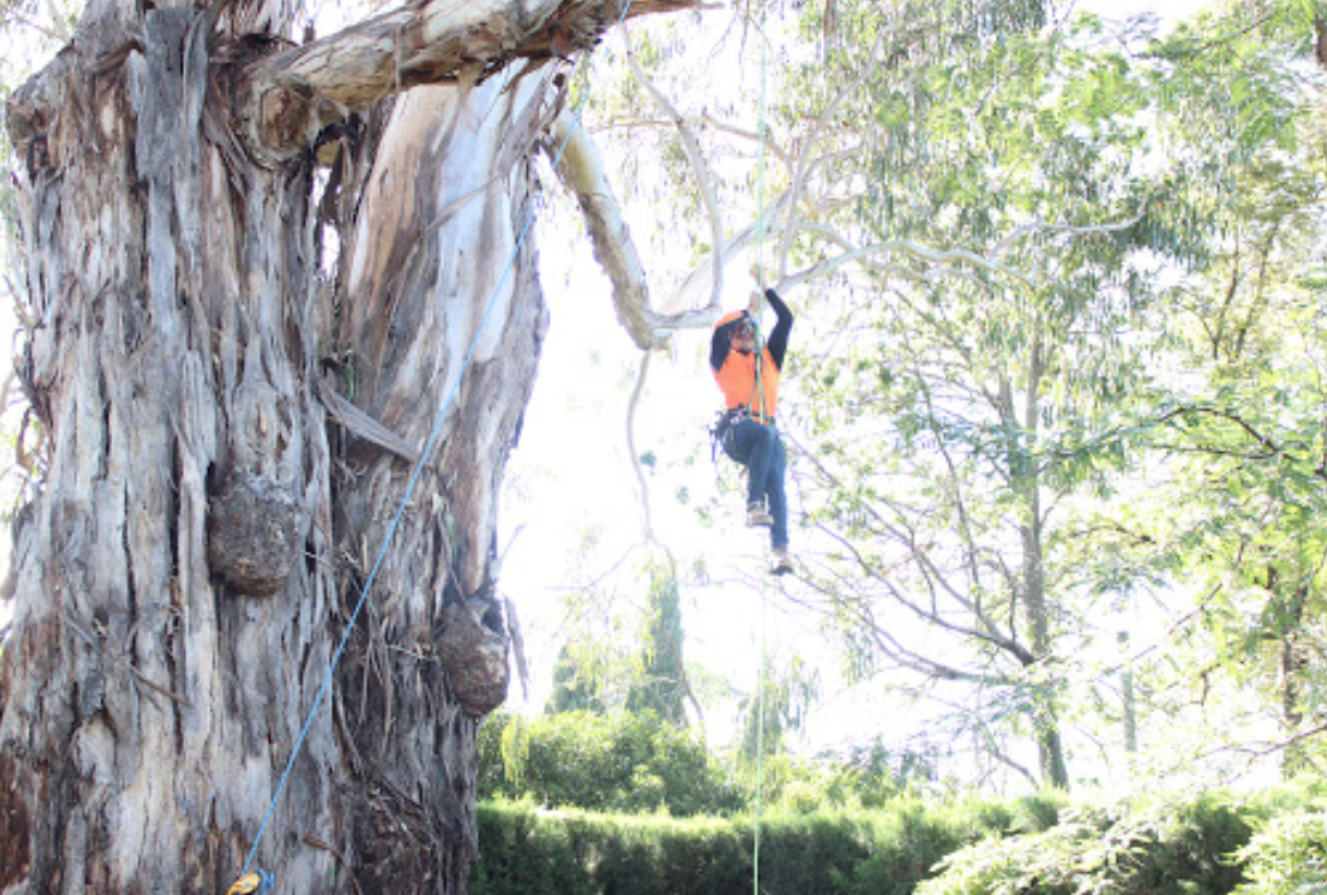 First Class Tree Care - Cover photo