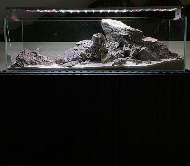 Fishy And Puppies - Cover photo