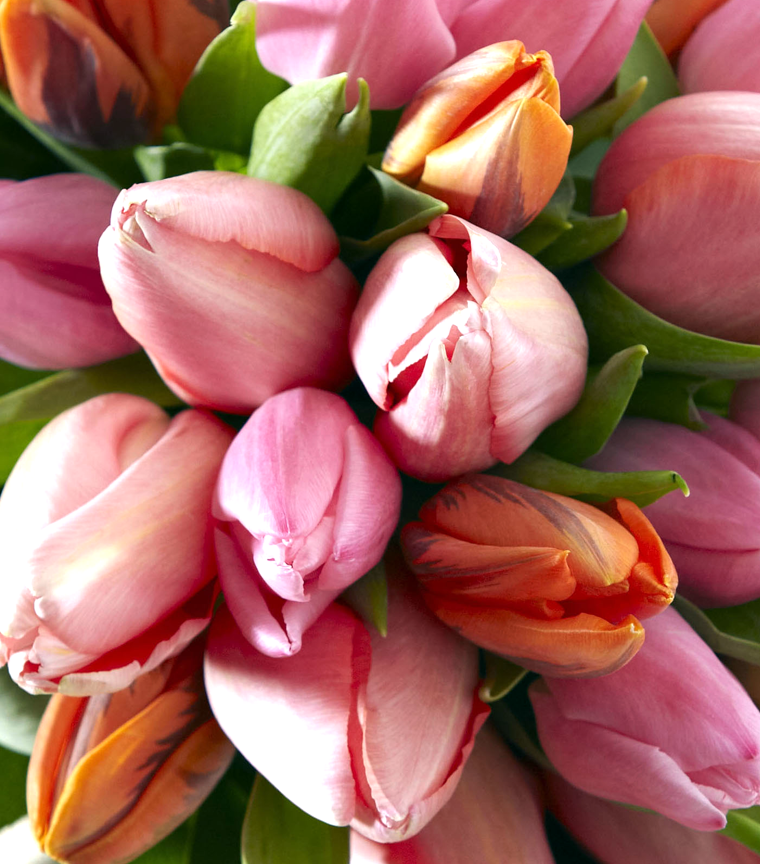 Fleuriste Pourquoi Pas fleurs - Cover photo