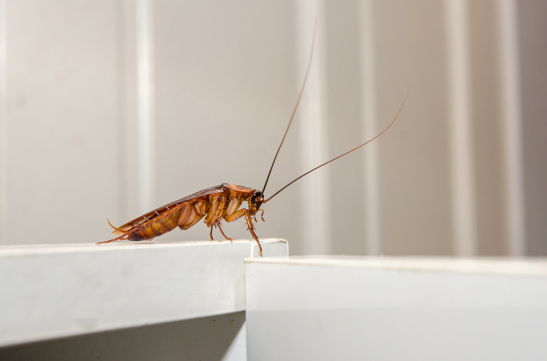 Flick Pest Control Kawana - Logo