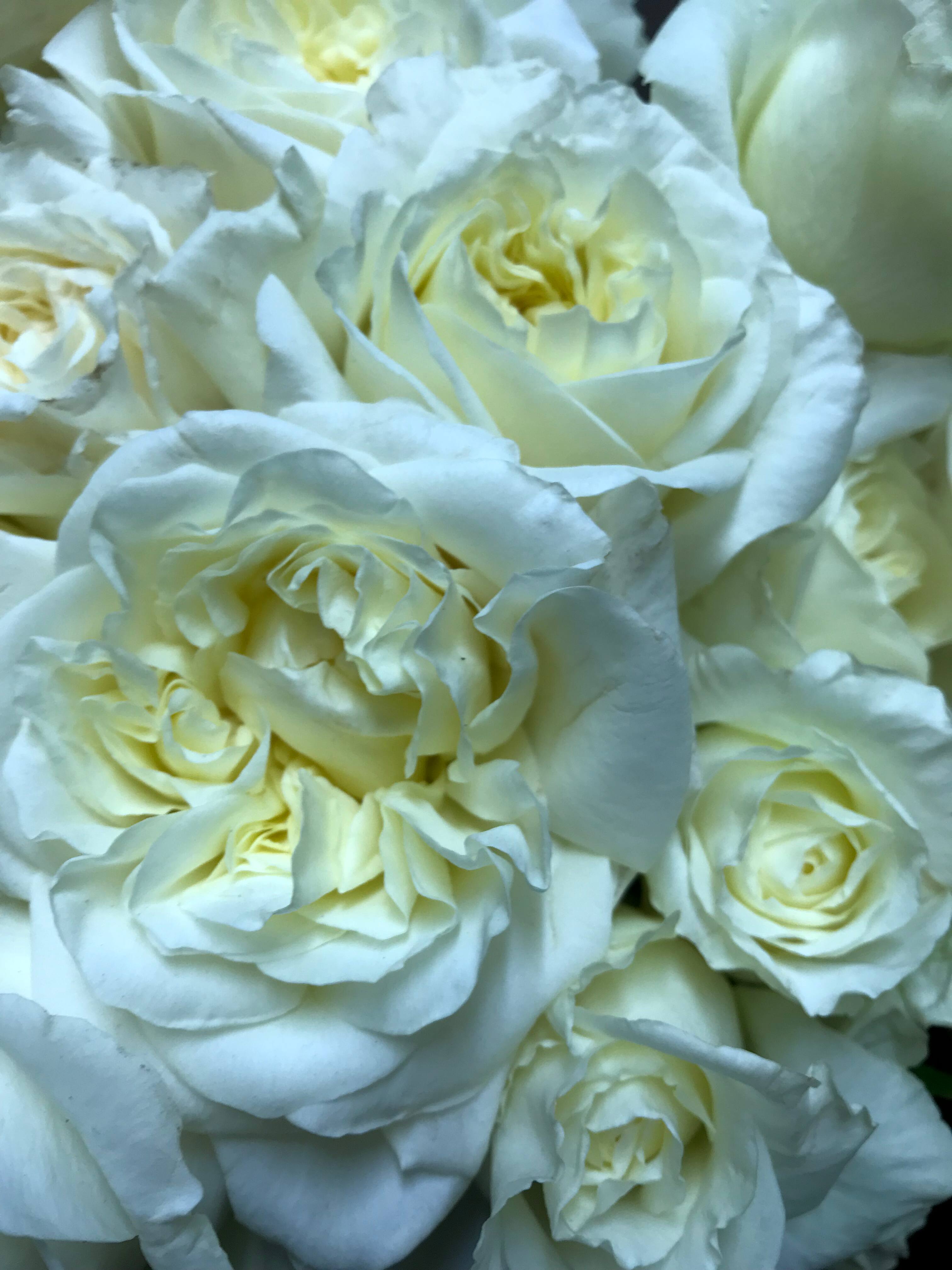 Floral Creations Of Tullamarine - Logo