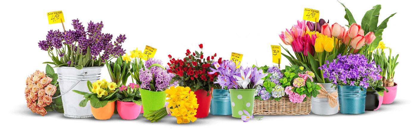 Flower Hub - Cover photo