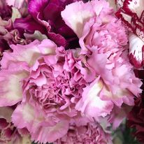 Flowers from The Garden - Logo