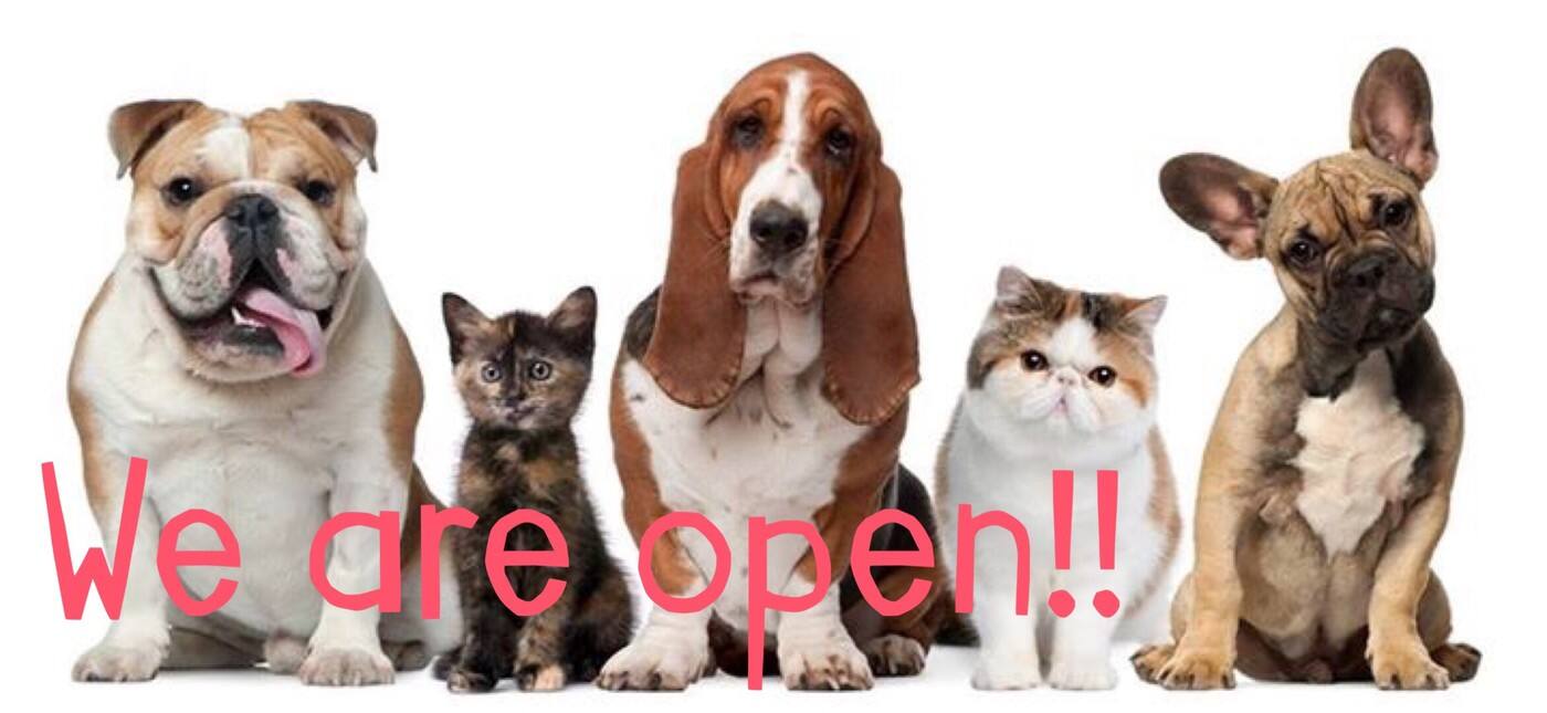 Fluffy Dog Grooming & Styling - Cover photo