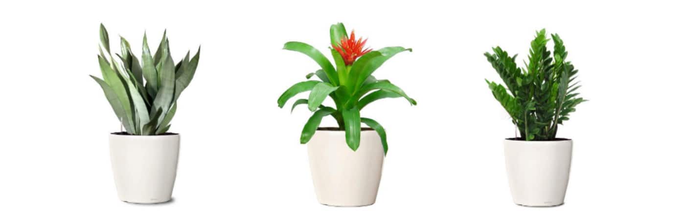 Foliage Indoor Plant Hire - Cover photo