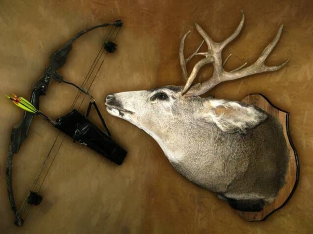 Forest City Taxidermy - Cover photo
