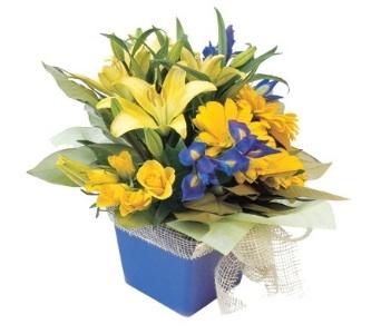 Forster Flowers - Logo