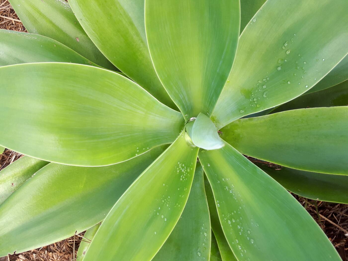 For the Love of Garden Design - Cover photo